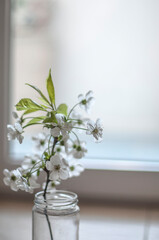 A glass jar with water and a bird cherry branch on a ceramic floor against the background of a French window closeup.