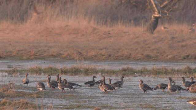 Flock of White-fronted geese