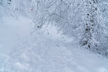 Germany, Winter in a forest, branches of trees covered with white fluffy snow in a cold icy winter mood and a hiking trail with many traces