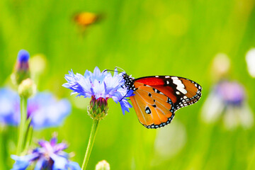 butterfly on a flower
