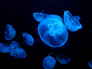 jellyfish in blue water