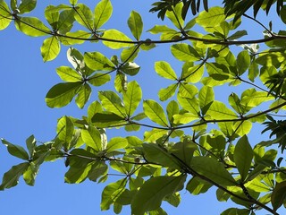 Terminalia catappa leaves in nature garden