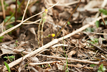 Photo of yellow coltfoot flower is about to bloom