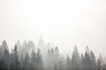 Misty foggy mountain landscape with fir forest and copyspace.