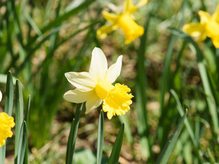 Narcissus pseudonarcissus - Nahaufnahme einer zweifarbigen Narzissenblüte mit weißen Blütenblättern und gelber Krone, die auf einem festen blaugrünen Stiel steht