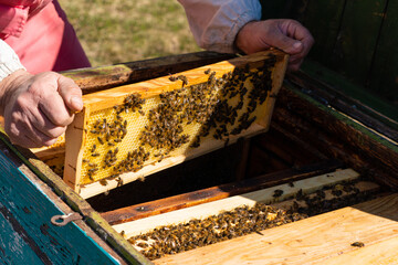 Bee family in evidence on wax honeycombs. Beekeeper and beekeeping