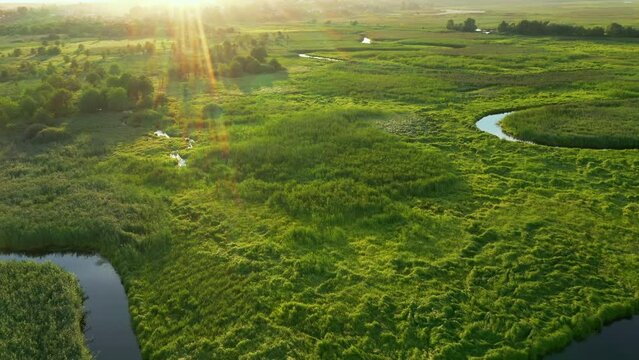 The twisted river meanders through the swamp from a bird's eye view. Filmed UHD in 4k video.