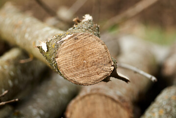 Photo of cut ash branch close up