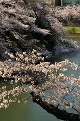 満開の桜咲く千鳥ケ淵