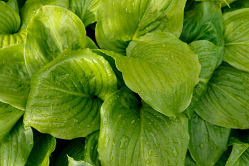 Glossy green leaves. Natural backdrop. Beautiful water drops on the leaf after rain. Beautiful abstract background, copy space. Creative layout made of green leaves. Nature texture