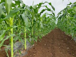 とうもろこし味来種 深谷市岡部 Corn flavored varieties Okabe, Fukaya