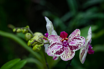 Blooming beautiful orchid flowers in a tropical greenhouse, nature and gardening - 496599914