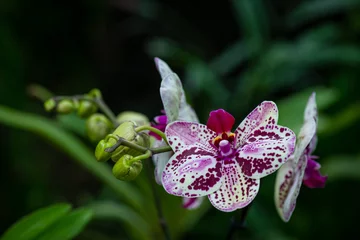 Gordijnen Blooming beautiful orchid flowers in a tropical greenhouse, nature and gardening © Serhii