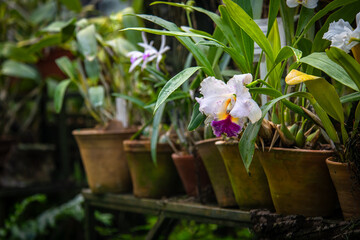 Blooming beautiful orchid flowers in a tropical greenhouse, nature and gardening