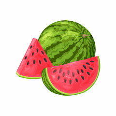 Watermelon. Image of a ripe watermelon. Cut pieces of ripe red watermelon. Vector illustration isolated on a white background