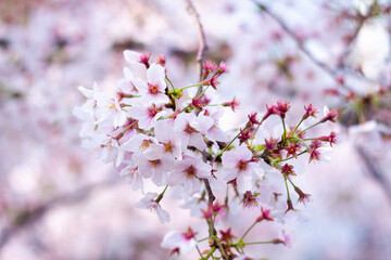 Fototapeta na wymiar The best cherry blossom in Yokohama