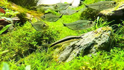 Costae Tetra (Moenkhausia costaea) with Siamese Algae-eater (Crossocheilus oblongus) in the green aquarium