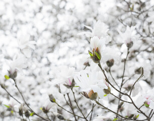 White magnolia bud, selective focus, blurred background