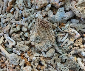 Texture of coral reef on the beach with selective focus.