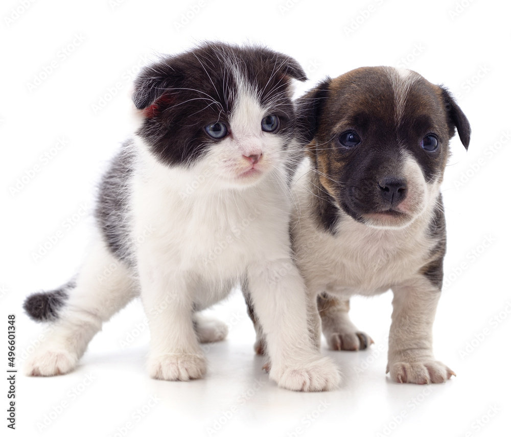 Canvas Prints kitten and puppy.