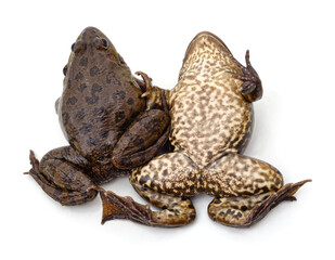 Frog lying on his back.