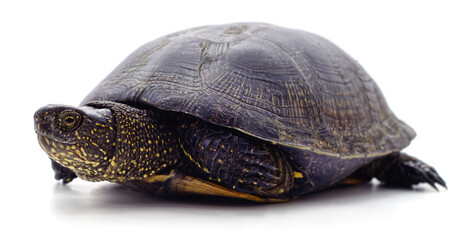 Wild black turtle.
