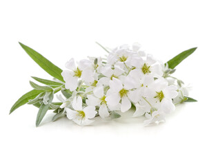 Naklejka na ściany i meble Bouquet of white flowers.