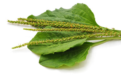 Green leaf of plantain.