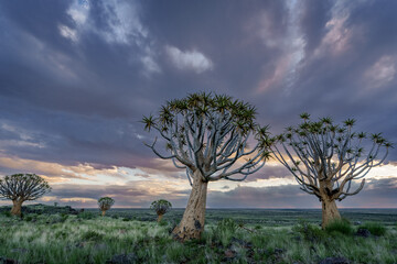 Plakat Quiver tree or kokerboom (Aloidendron dichotomum formerly Aloe dichotoma) Kenhardt, Northern Cape, South Africa.