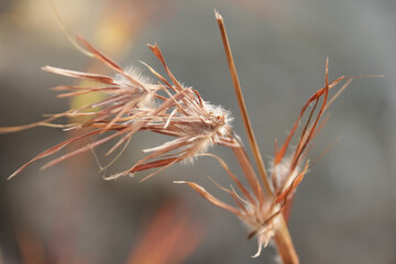 Obraz premium close up of grass