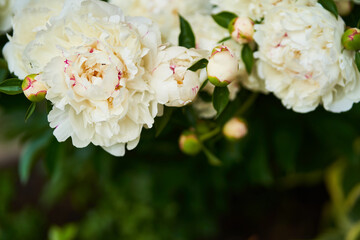 A white peony bush blooms on a green background of leaves. Top view with copy space. High quality photo