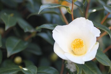 白色の椿の花