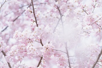 桜　春　かすみ