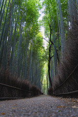 嵐山　竹林　縦写真
