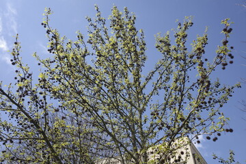 branches of a tree against the sky
