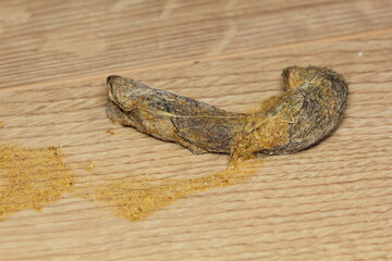 Close up of dry cat vomit with hairball on the wooden floor - obrazy, fototapety, plakaty