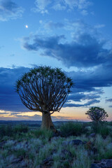 Quiver tree or kokerboom (Aloidendron dichotomum formerly Aloe dichotoma) Kenhardt, Northern Cape,...