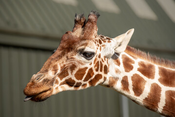Photograph of a giraffe showing head and neck with its tongue out 