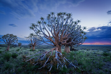 Quiver tree or kokerboom (Aloidendron dichotomum formerly Aloe dichotoma) Kenhardt, Northern Cape,...