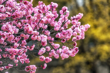 Prunus mume maehwa flowers