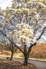Fototapeta premium Daereungwon magnolia kobus blossom