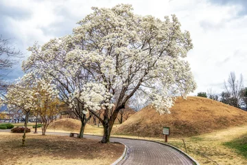 Tuinposter Daereungwon magnolia kobus blossom © aaron90311