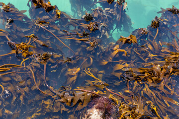 Sea kelp in clear turquoise water of the coast of South Africa - obrazy, fototapety, plakaty