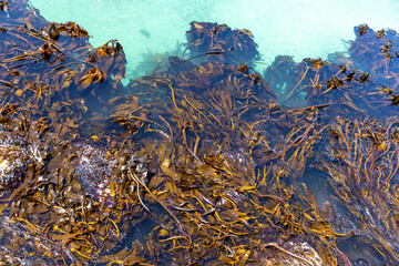Fototapeta na wymiar Sea kelp in clear ocean water. Some of the kelp are submerged and some are exposed.
