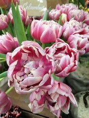 Obraz premium huge pink and purple tulip bouquets in the basket.The first spring blooming flowers. floral desktop wallpaper