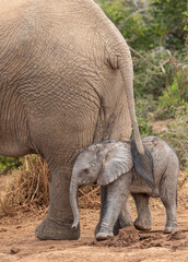 Tiny elephant calf with mother, Addo Elephant National Park 