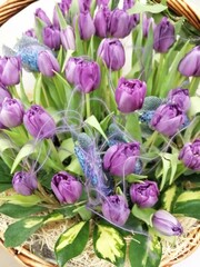 huge purple tulip bouquet in the basket.The first spring blooming flowers. floral desktop wallpaper