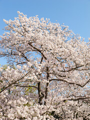 【春】青空の下の桜の花　ソメイヨシノ
