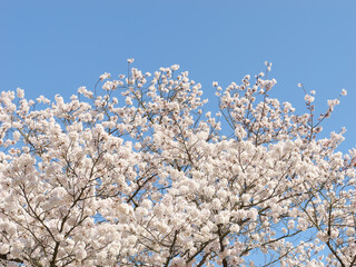 【春】青空の下の桜の花　ソメイヨシノ
