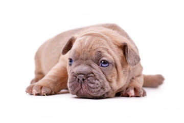Young blue fawn colored French Bulldog dog puppy on white background
